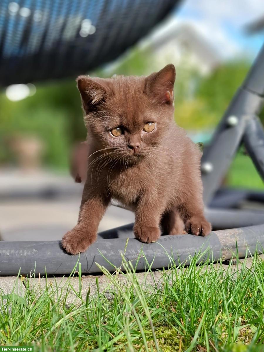 Bild 5: Wurfankündigung BKH Kitten