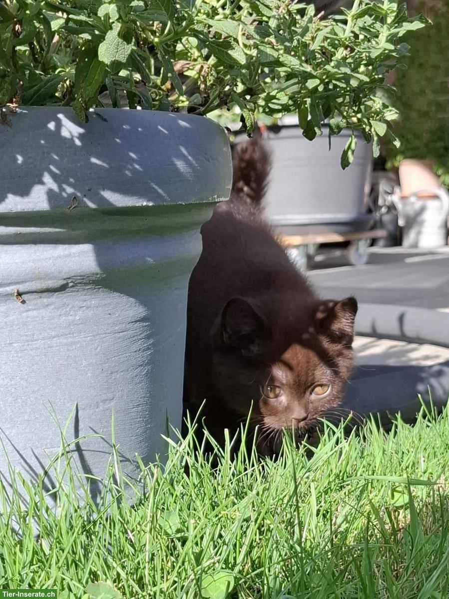 Bild 6: Wurfankündigung BKH Kitten