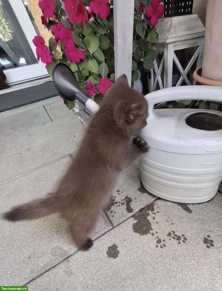 Bild 7: Wurfankündigung BKH Kitten