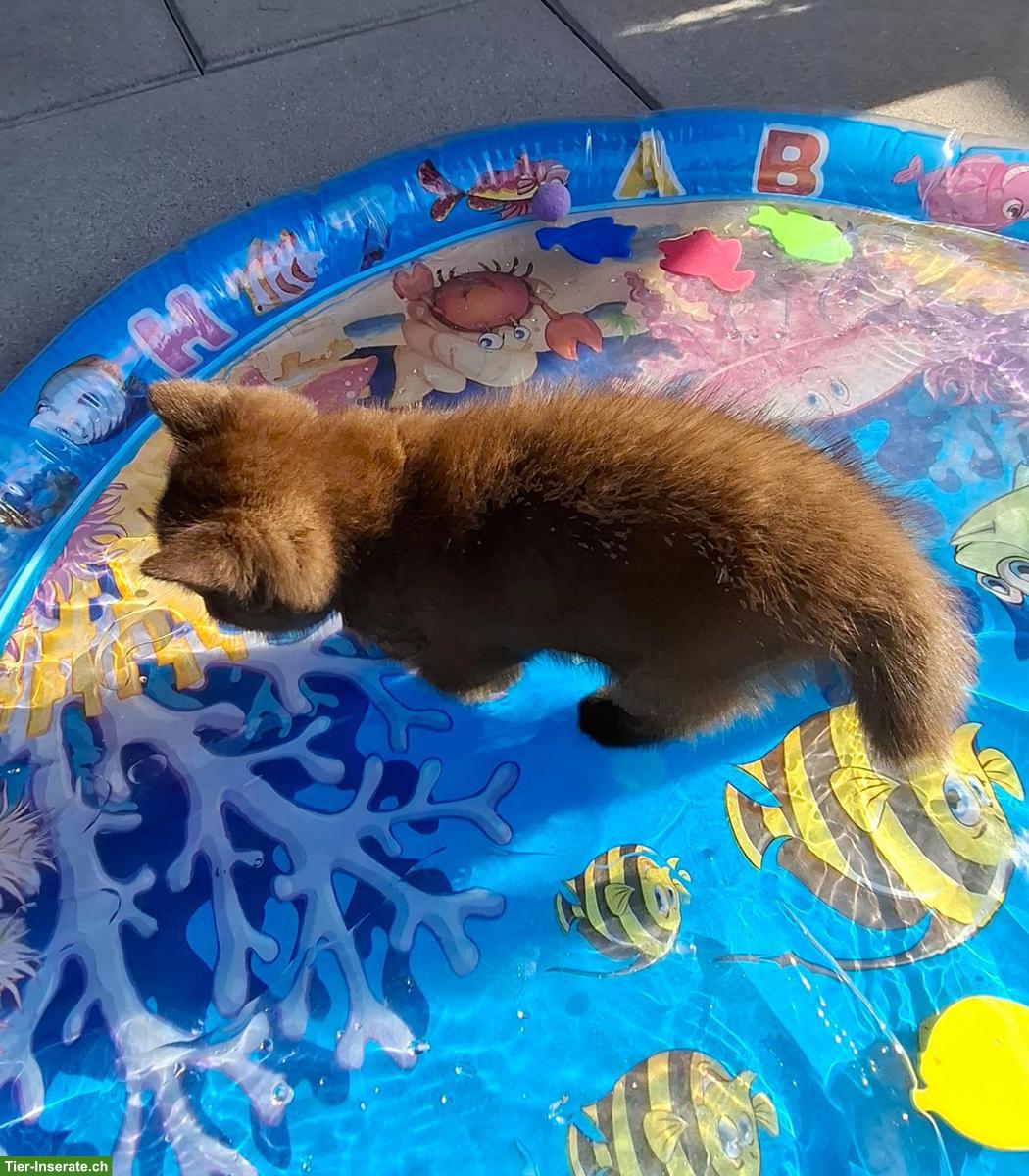 Bild 8: Wurfankündigung BKH Kitten