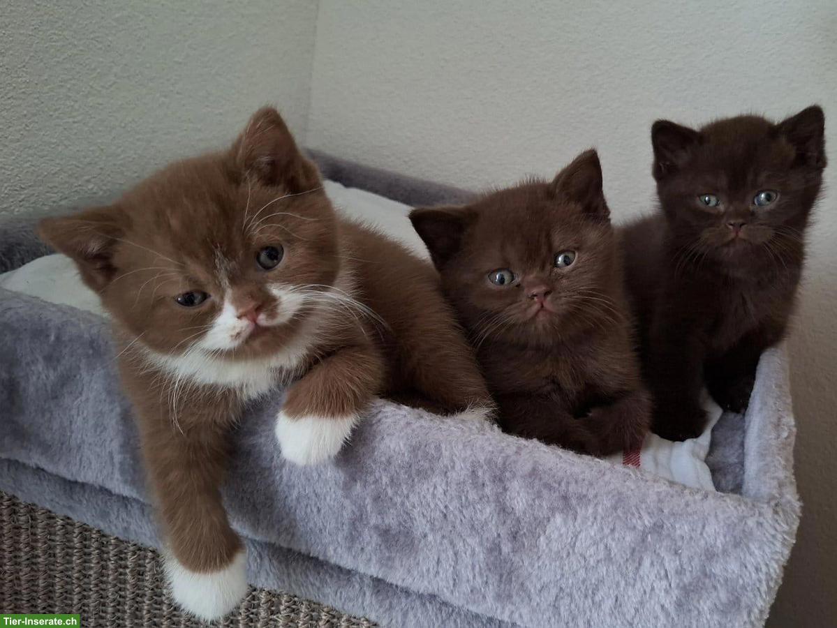 Bild 9: Wurfankündigung BKH Kitten