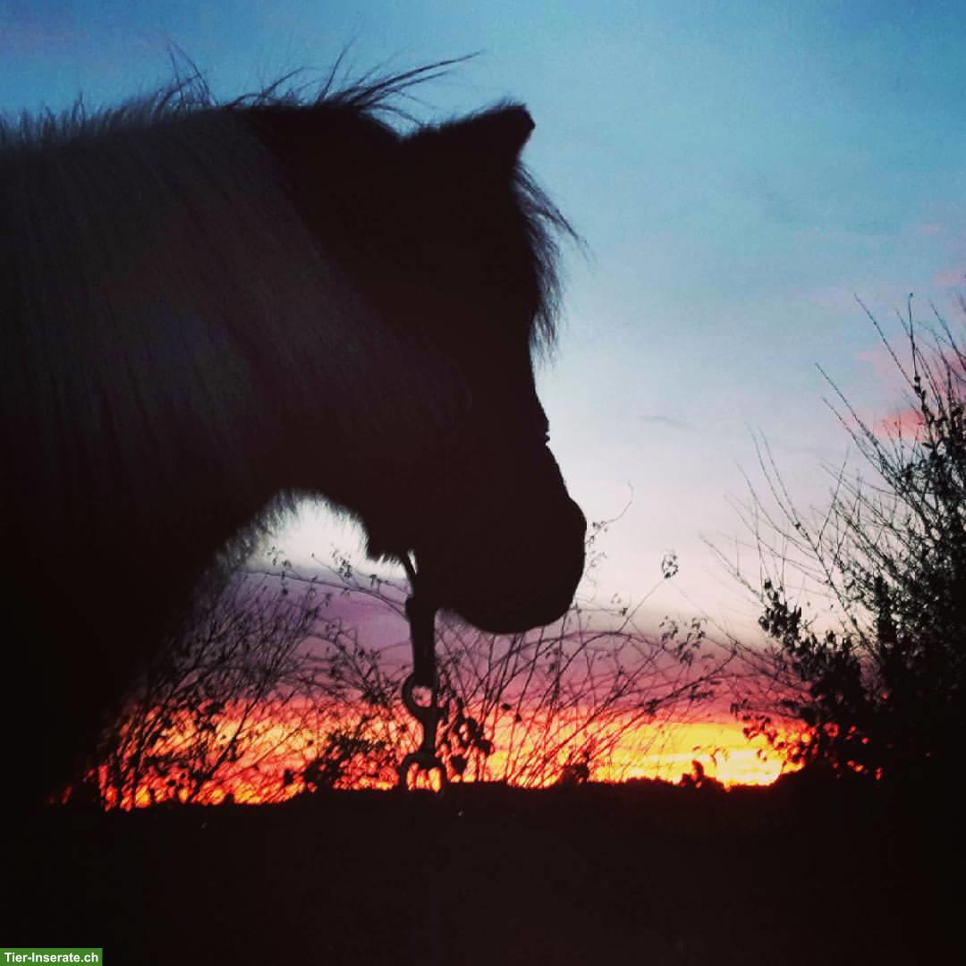 Pensionsplatz für Shetty im Raum Langenthal/Gäu