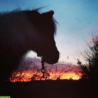 Pensionsplatz für Shetty im Raum Langenthal/Gäu