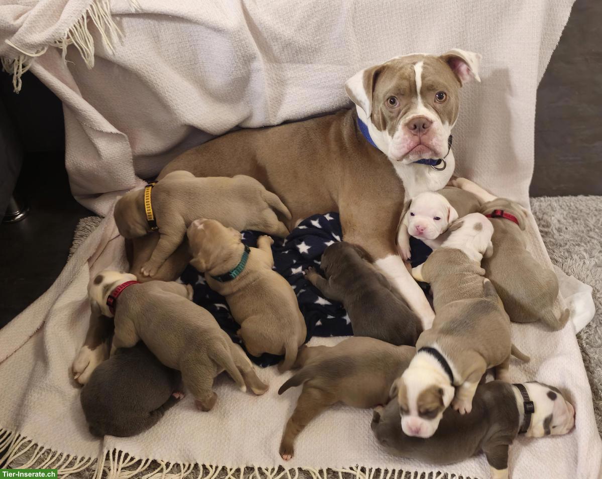 Old English Bulldog Welpen aus Hobbyzucht