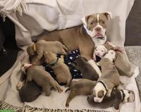 Old English Bulldog Welpen aus Hobbyzucht