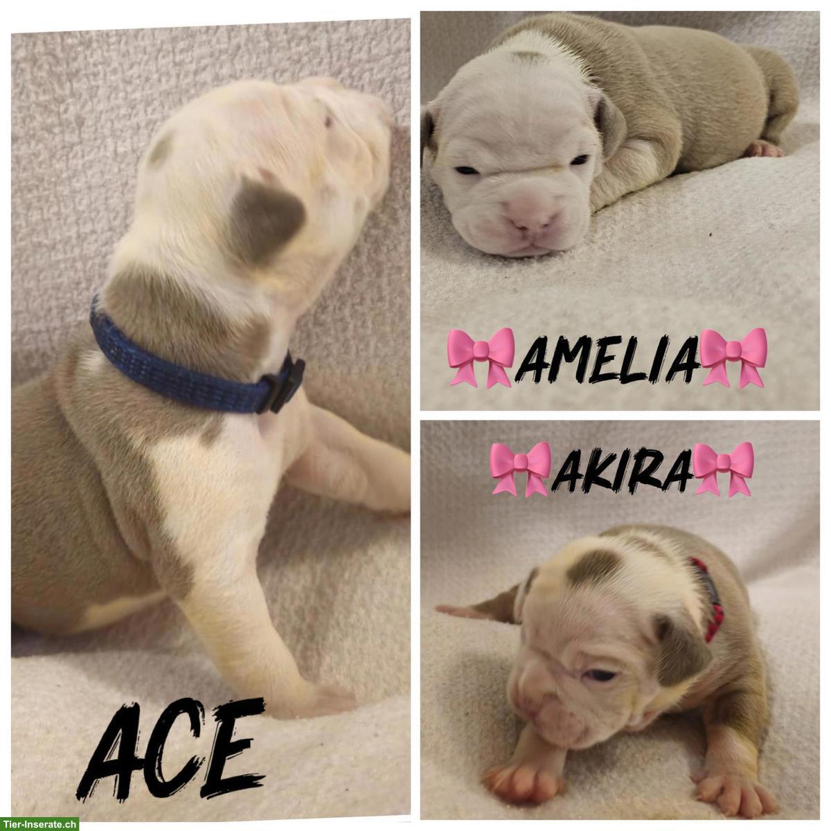 Bild 2: Old English Bulldog Welpen aus Hobbyzucht