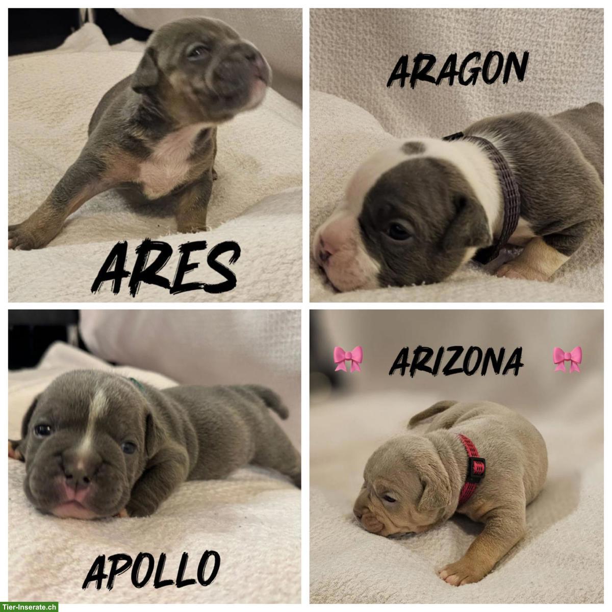 Bild 3: Old English Bulldog Welpen aus Hobbyzucht