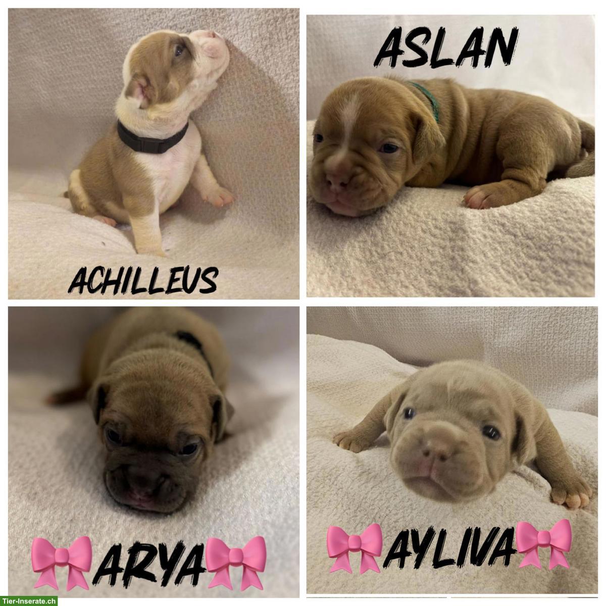 Bild 4: Old English Bulldog Welpen aus Hobbyzucht