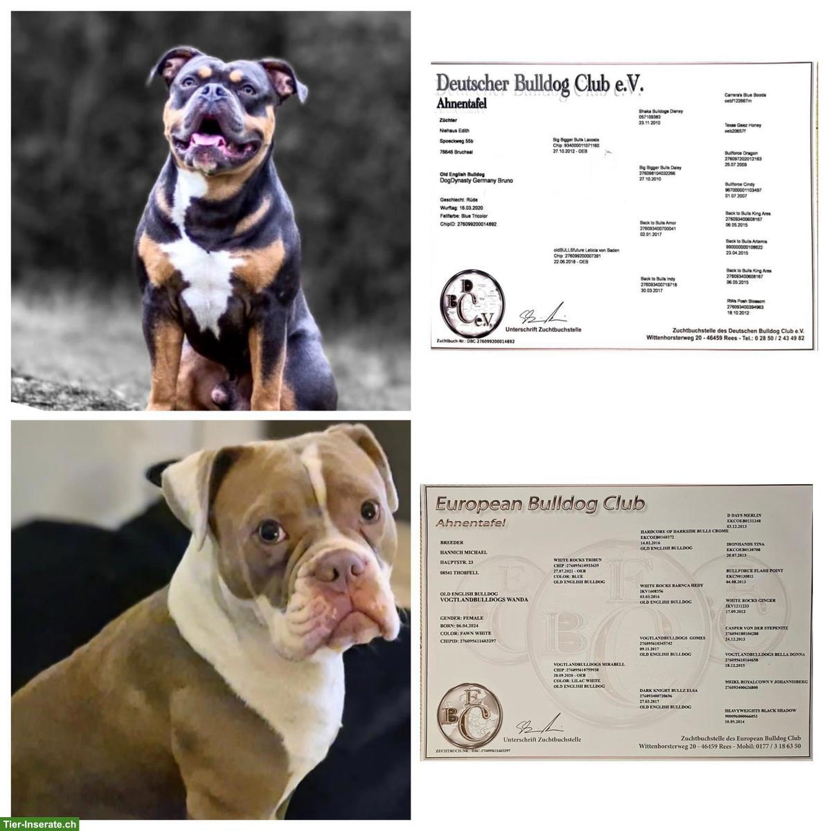 Bild 5: Old English Bulldog Welpen aus Hobbyzucht