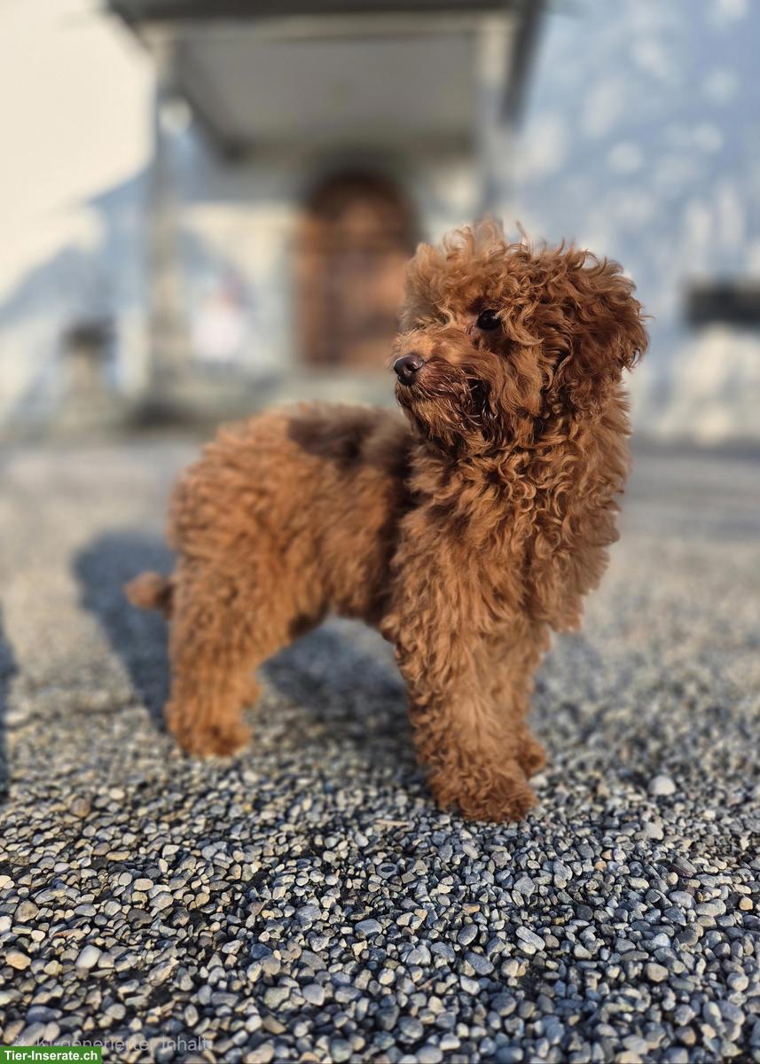 Toypudel Mädchen, 16 Wochen alt