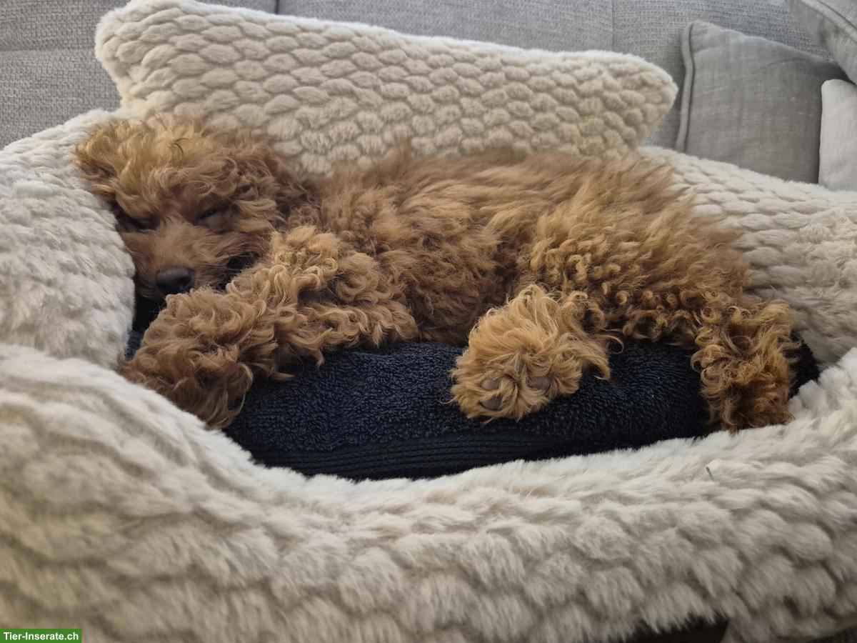 Bild 2: Toypudel Mädchen, 16 Wochen alt