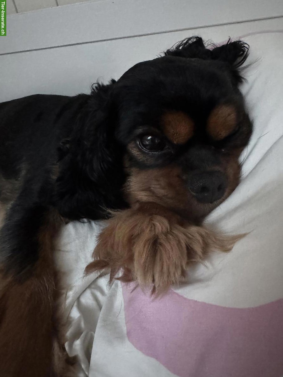 Cavalier King Charles Spaniel Rüde, süss und sehr lieb