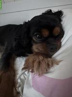 Cavalier King Charles Spaniel Rüde, süss und sehr lieb