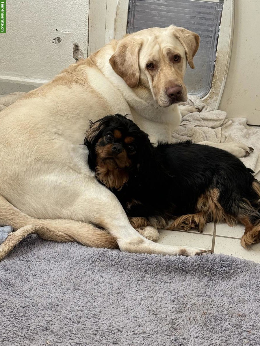 Bild 3: Cavalier King Charles Spaniel Rüde, süss und sehr lieb