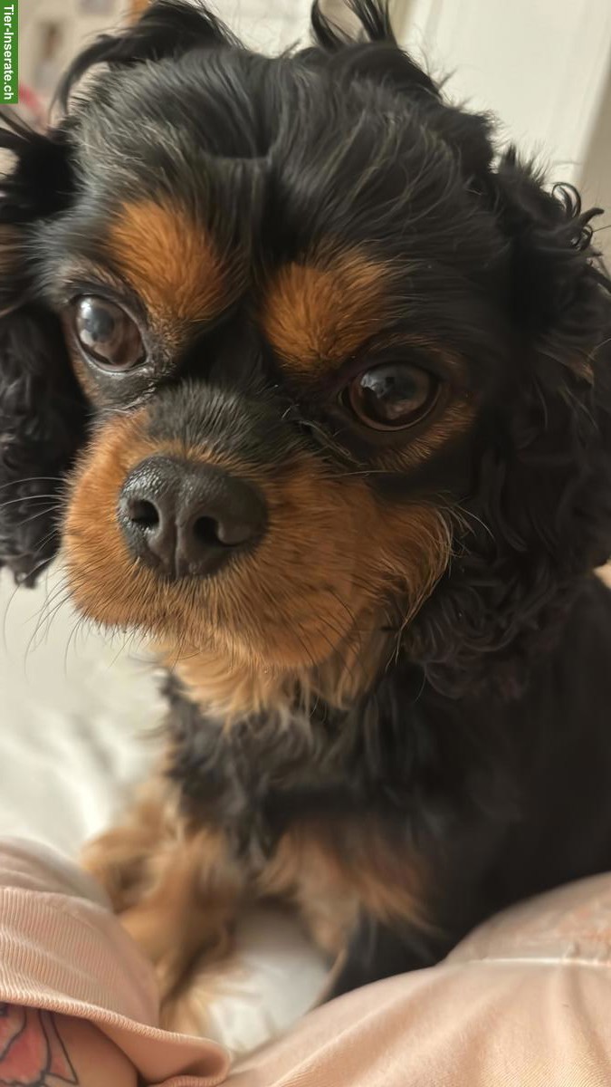 Bild 4: Cavalier King Charles Spaniel Rüde, süss und sehr lieb