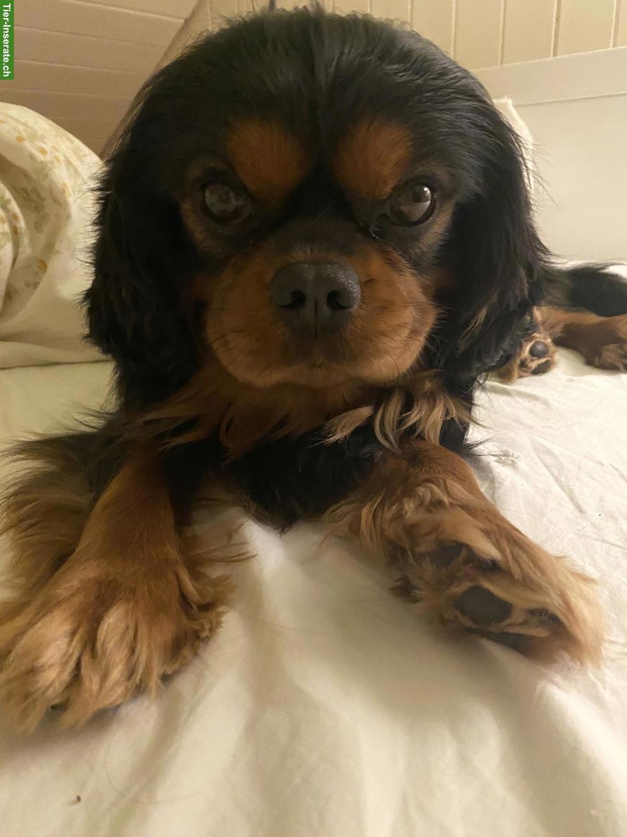 Bild 5: Cavalier King Charles Spaniel Rüde, süss und sehr lieb
