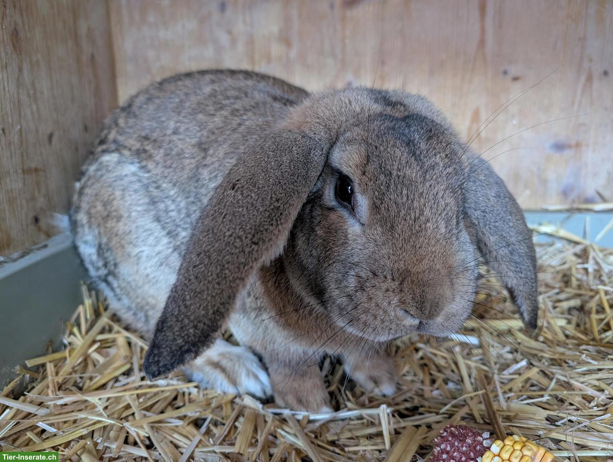 Junges Widder-Kaninchen, männlich