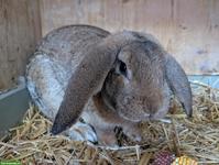 Junges Widder-Kaninchen, männlich