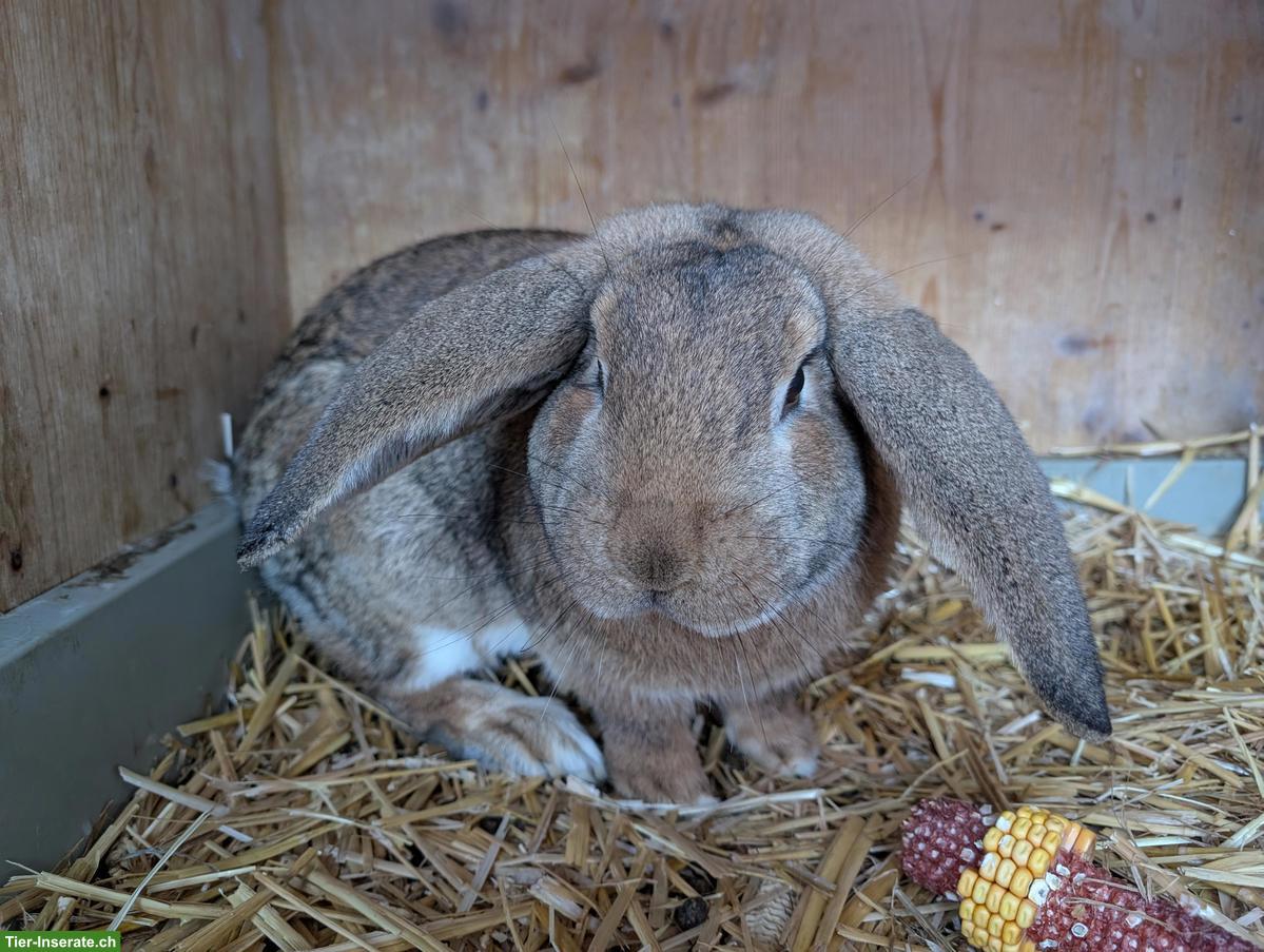 Bild 2: Junges Widder-Kaninchen, männlich
