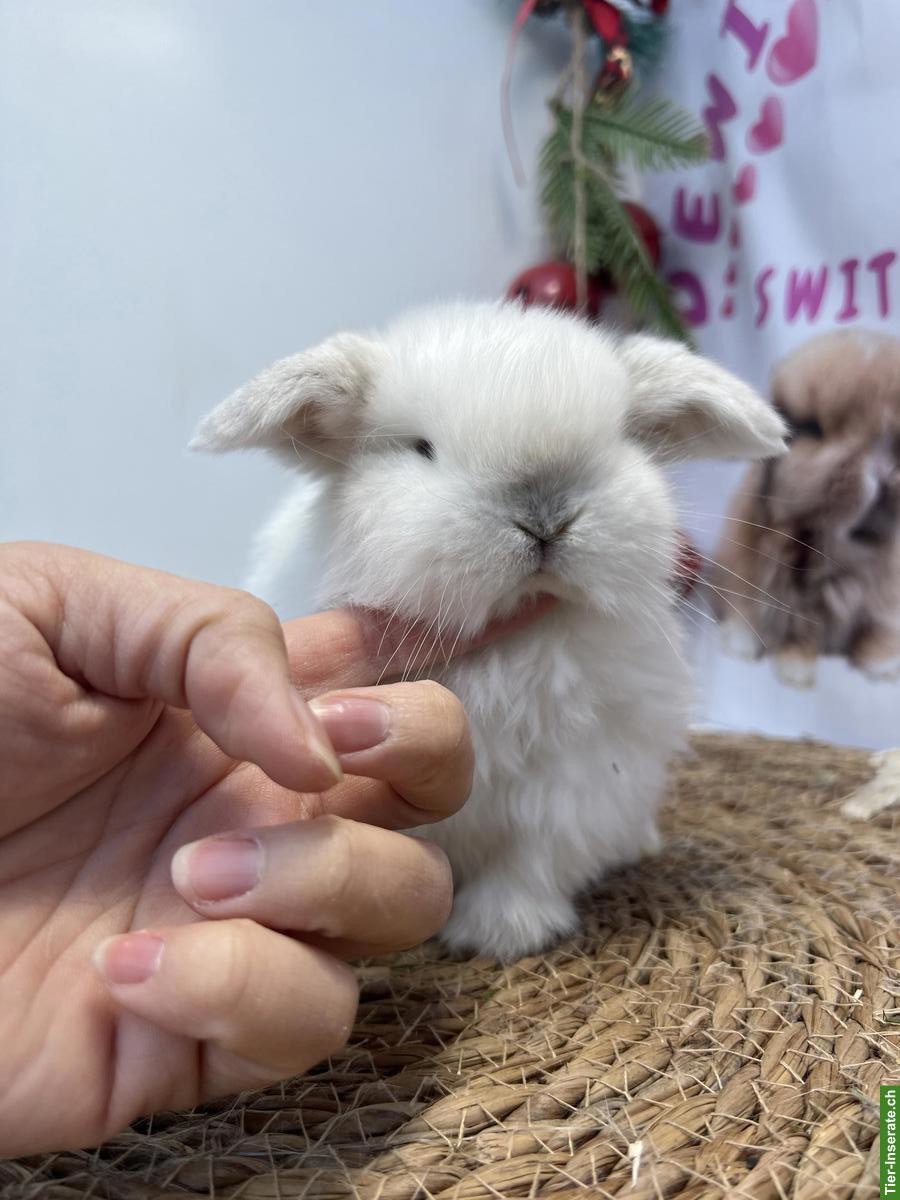 Minilop Zwergkaninchen aus Hobbyzucht