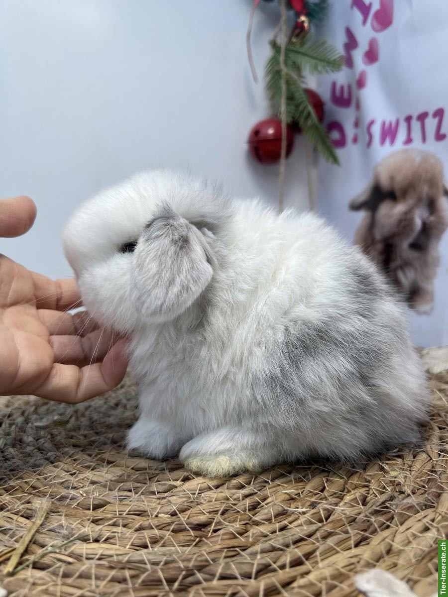 Bild 2: Minilop Zwergkaninchen aus Hobbyzucht