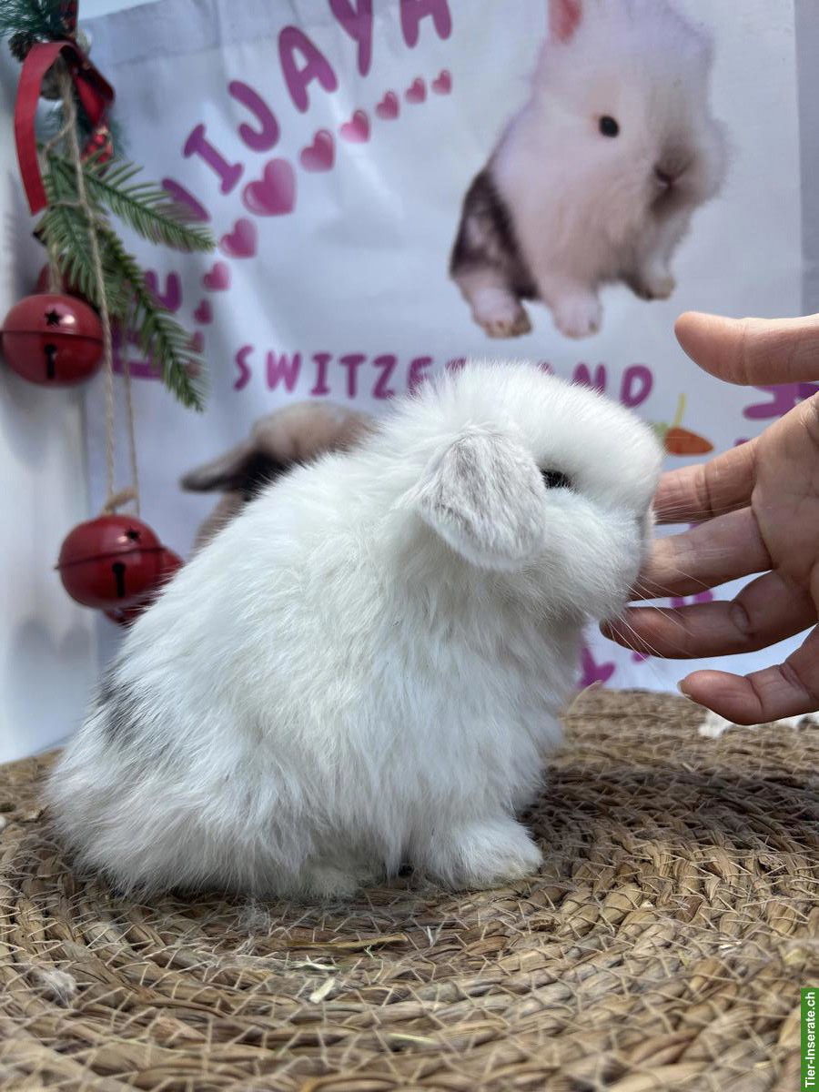 Bild 3: Minilop Zwergkaninchen aus Hobbyzucht