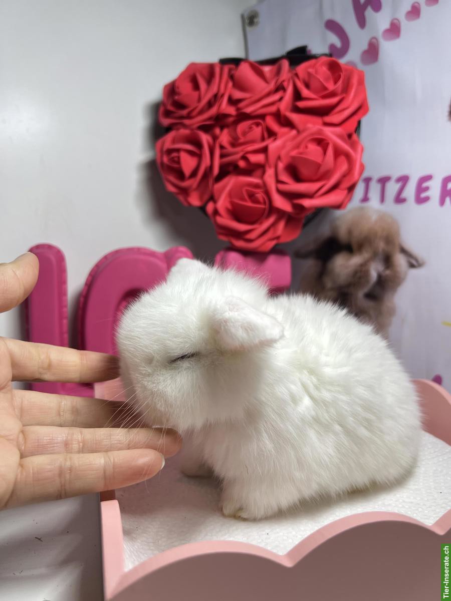 Bild 4: Minilop Zwergkaninchen aus Hobbyzucht