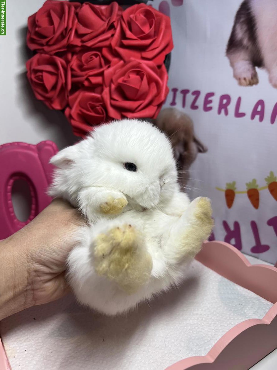 Bild 5: Minilop Zwergkaninchen aus Hobbyzucht