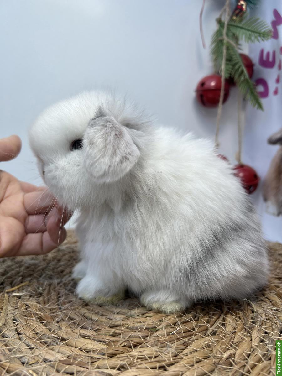 Bild 6: Minilop Zwergkaninchen aus Hobbyzucht