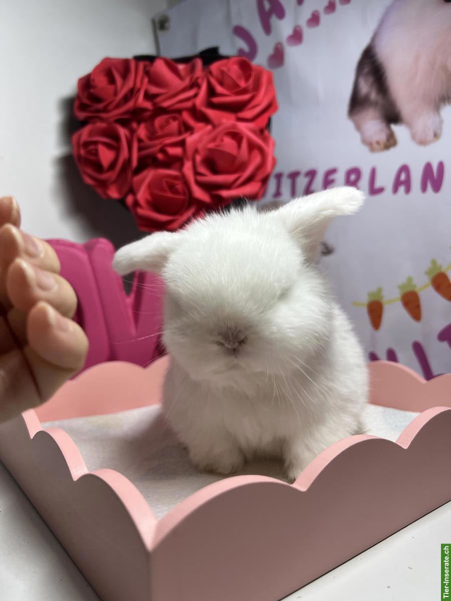 Bild 7: Minilop Zwergkaninchen aus Hobbyzucht