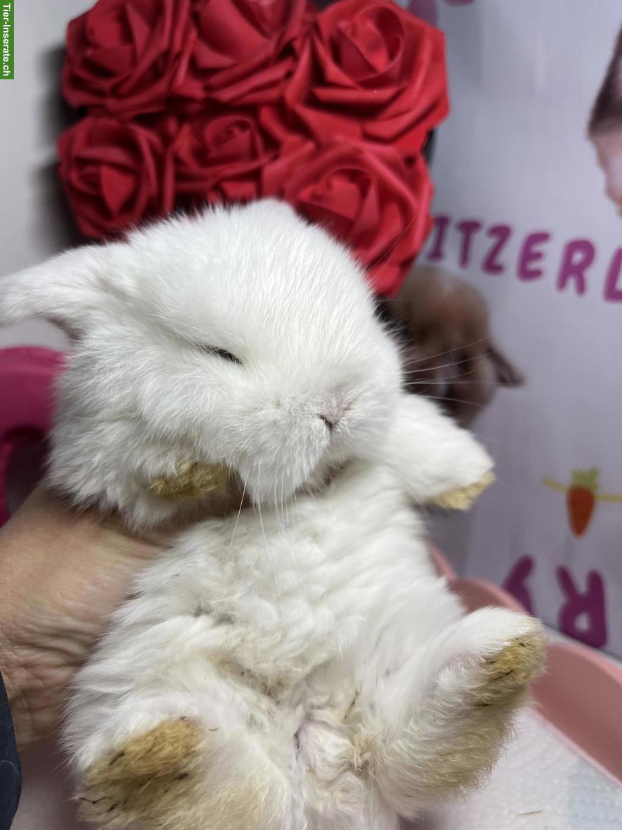 Bild 8: Minilop Zwergkaninchen aus Hobbyzucht