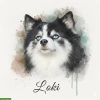 Typvoller Pomsky Deckrüde F4, 6kg