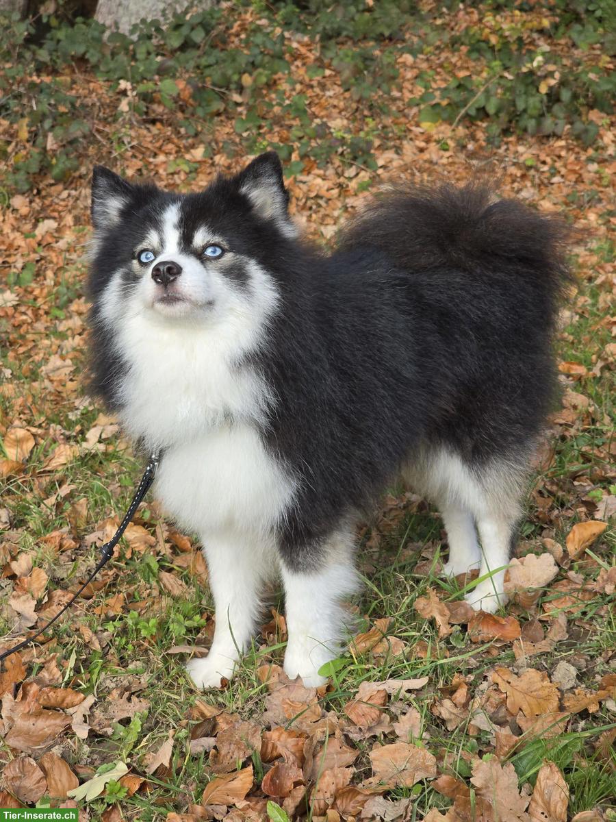 Bild 2: Typvoller Pomsky Deckrüde F4, 6kg