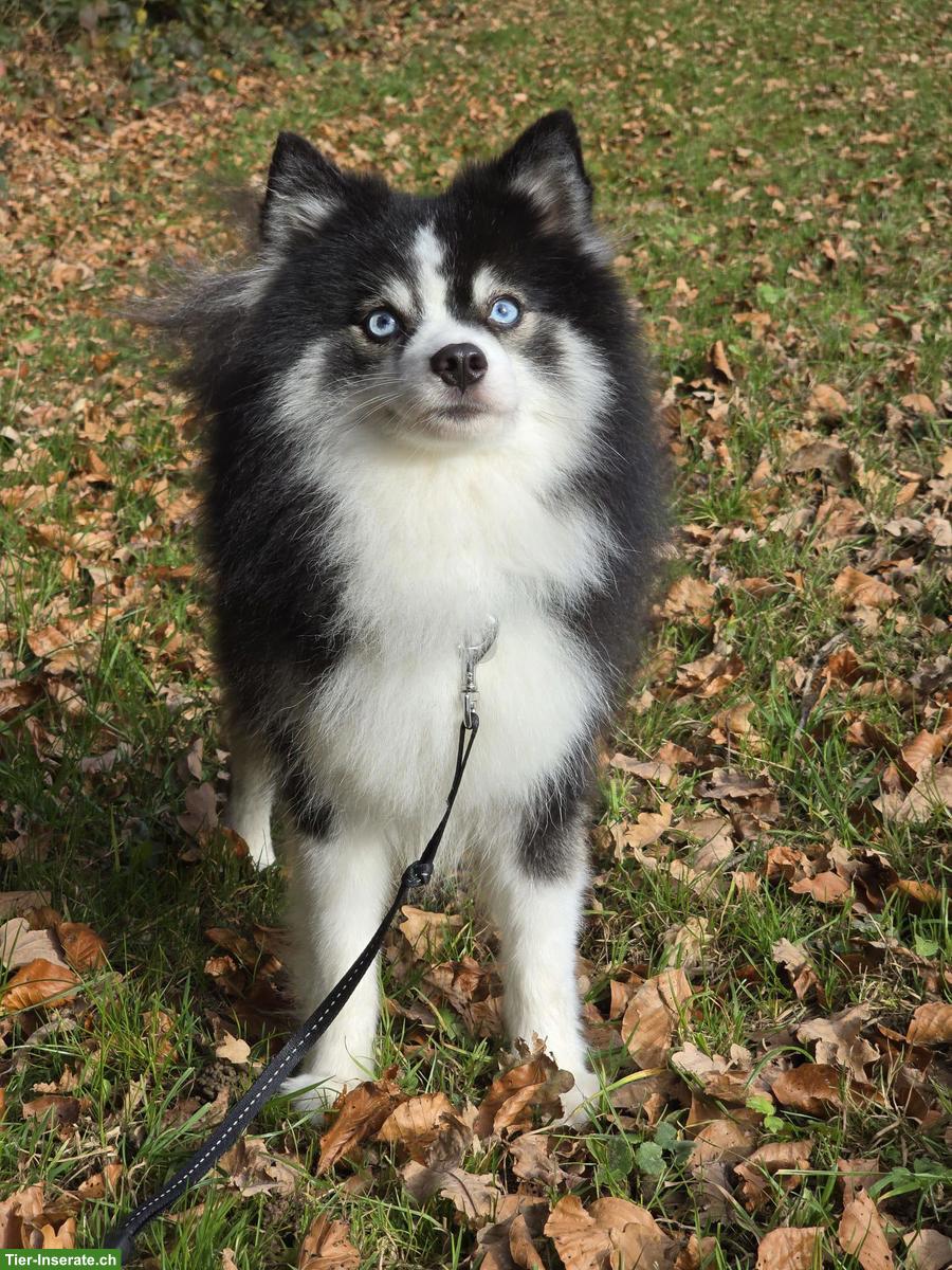 Bild 3: Typvoller Pomsky Deckrüde F4, 6kg