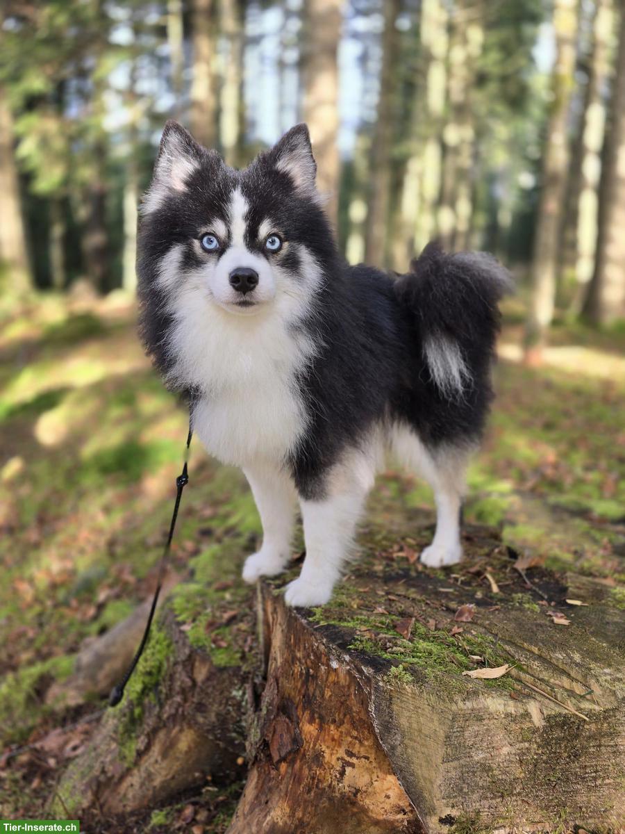 Bild 4: Typvoller Pomsky Deckrüde F4, 6kg