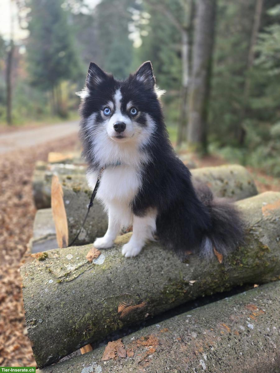 Bild 5: Typvoller Pomsky Deckrüde F4, 6kg