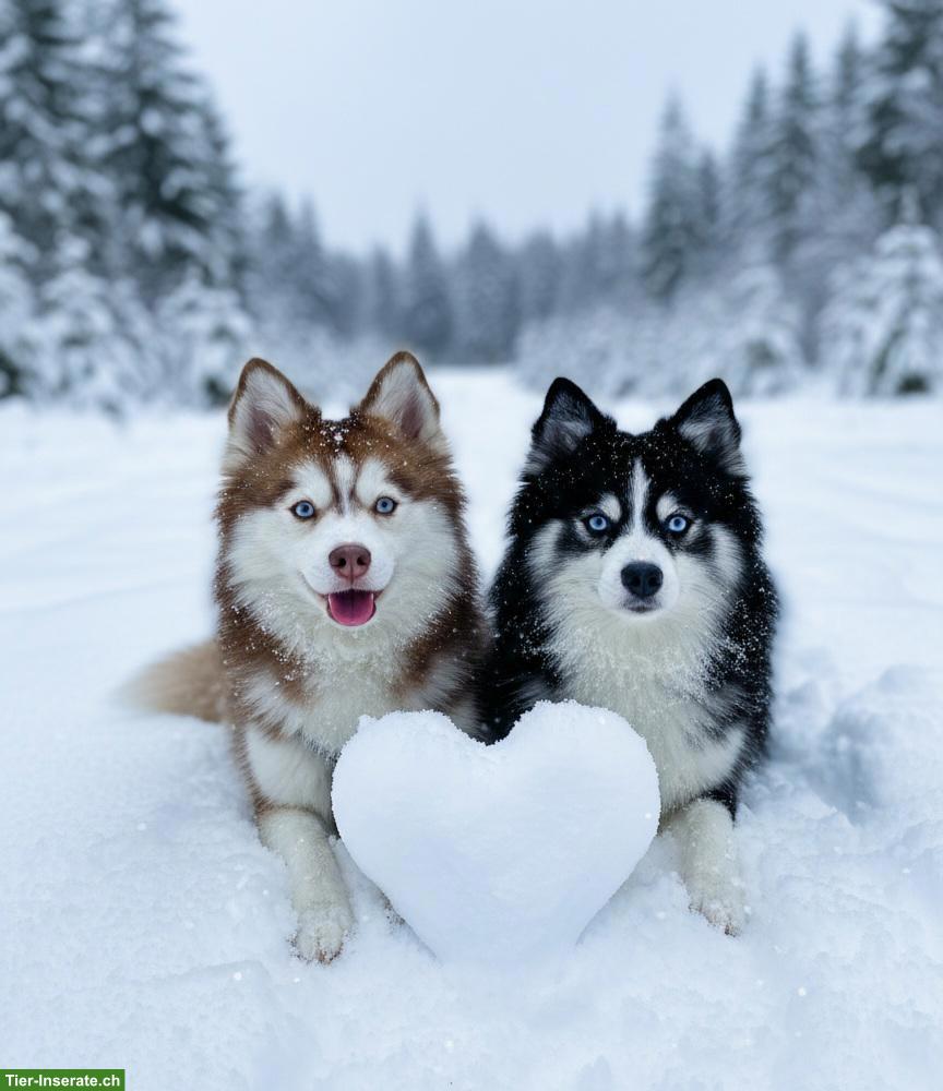 Bild 7: Typvoller Pomsky Deckrüde F4, 6kg