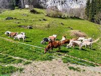 Zwergzebus zu verkaufen