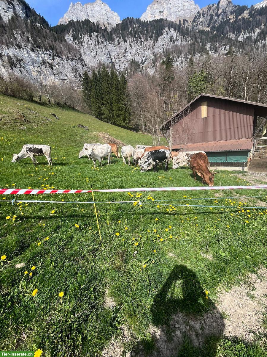 Bild 3: Zwergzebus zu verkaufen