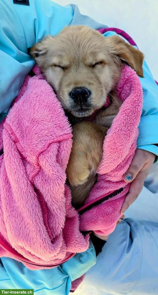 Bild 3: Weiblicher Golden Retriever Welpe sucht ein Zuhause