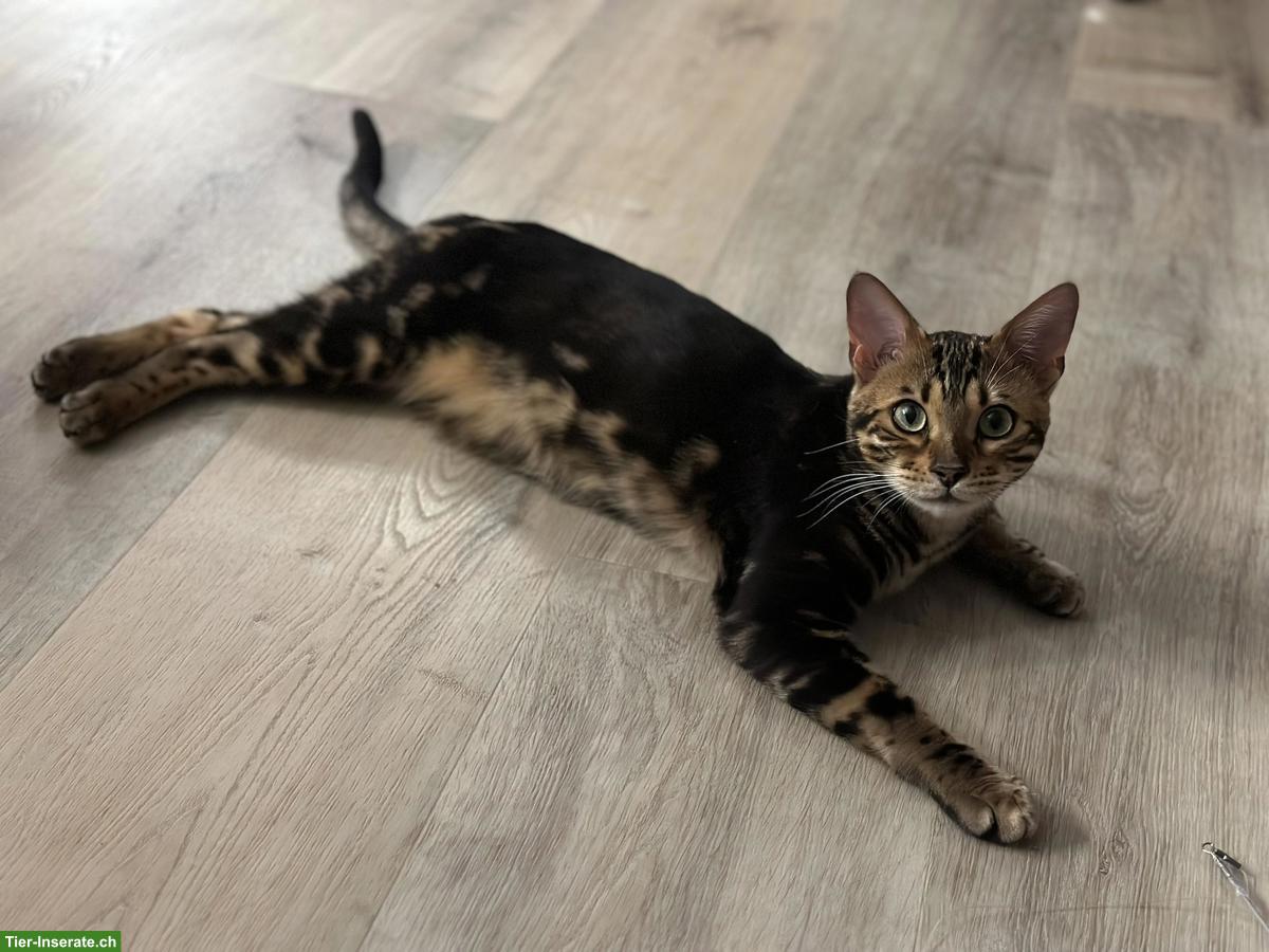 Bengal-Kater, reinrassig, 2.5-jährig, Freigänger