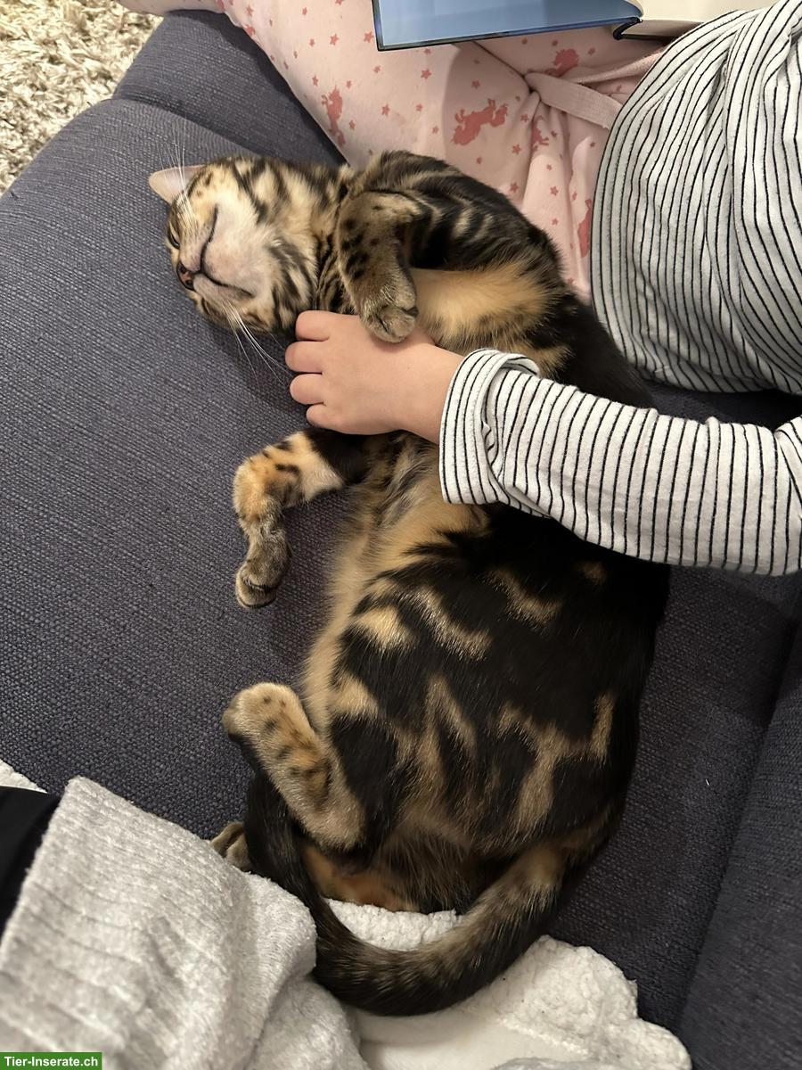 Bild 2: Bengal-Kater, reinrassig, 2.5-jährig, Freigänger