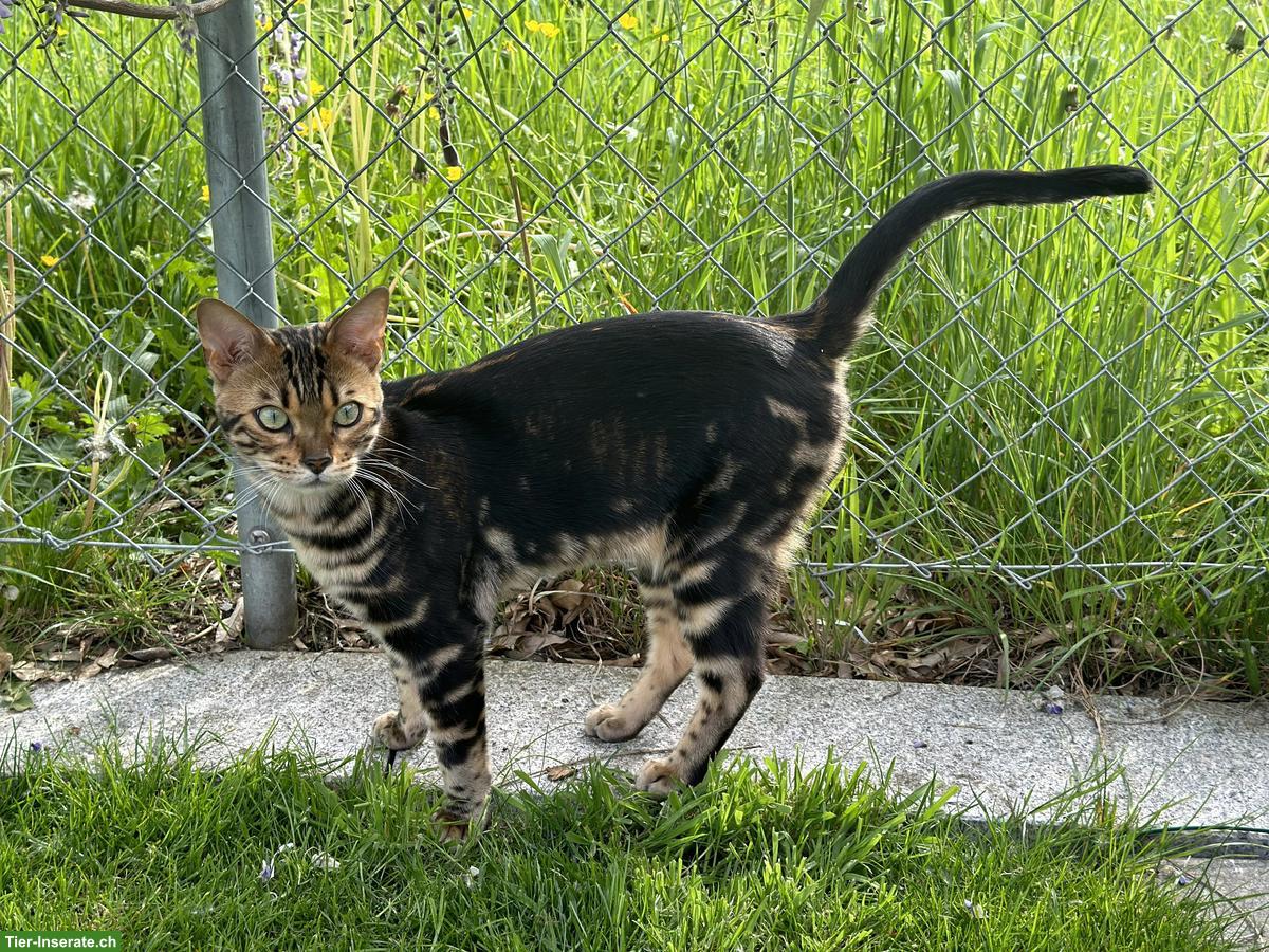 Bild 3: Bengal-Kater, reinrassig, 2.5-jährig, Freigänger