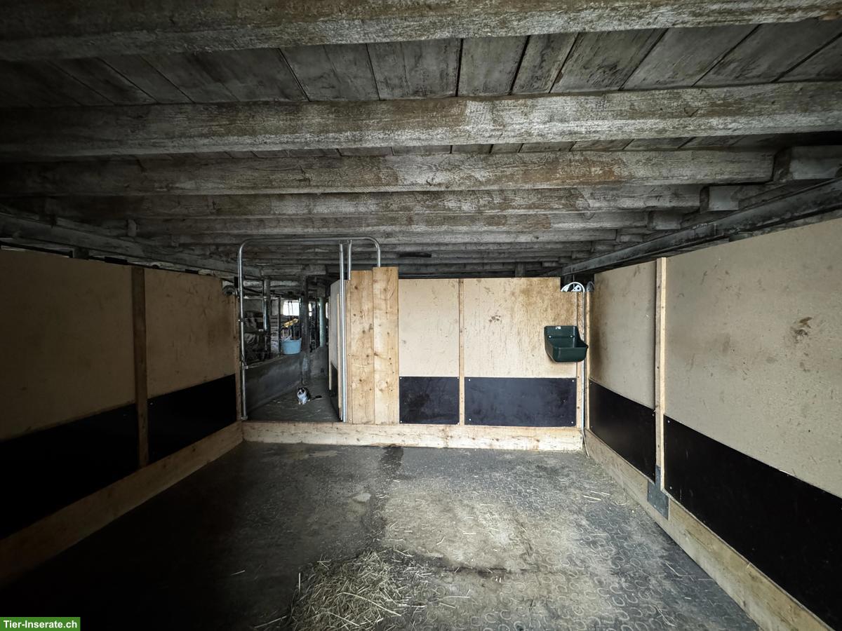 Bild 10: Pferde Panels, Notbox, Panelverbinder zu verkaufen