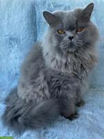 Britisch Langhaar Katze in Blue