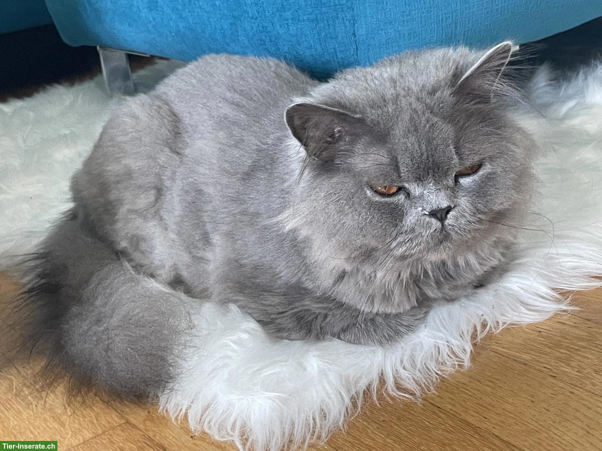 Bild 2: Britisch Langhaar Katze in Blue