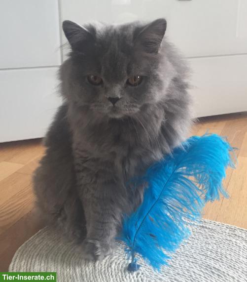Bild 3: Britisch Langhaar Katze in Blue