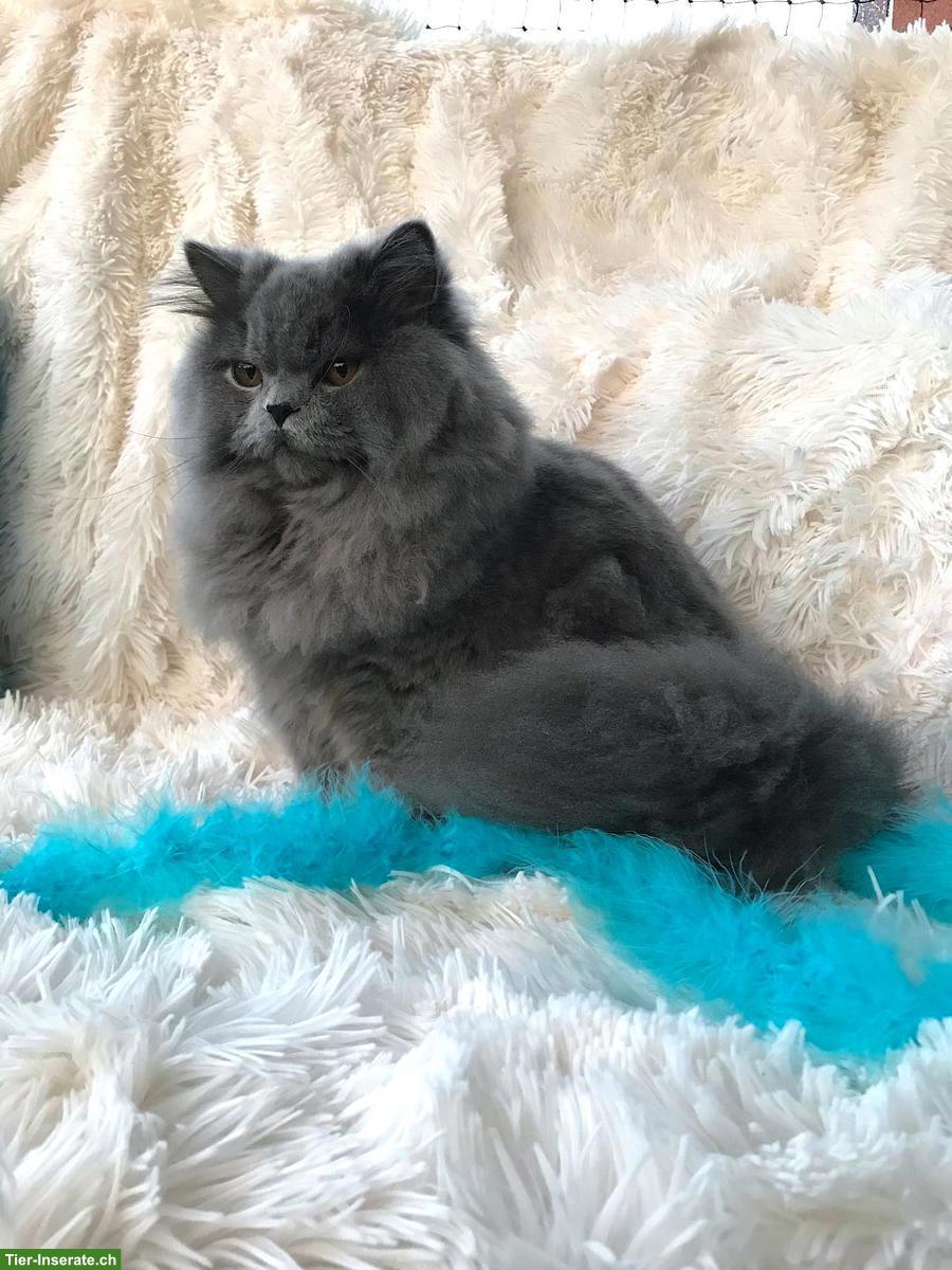 Bild 4: Britisch Langhaar Katze in Blue