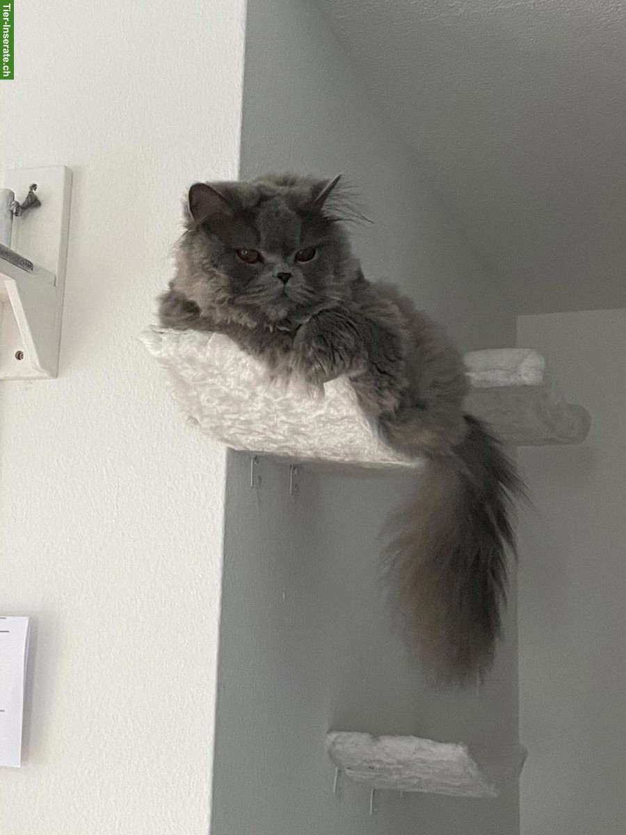 Bild 5: Britisch Langhaar Katze in Blue