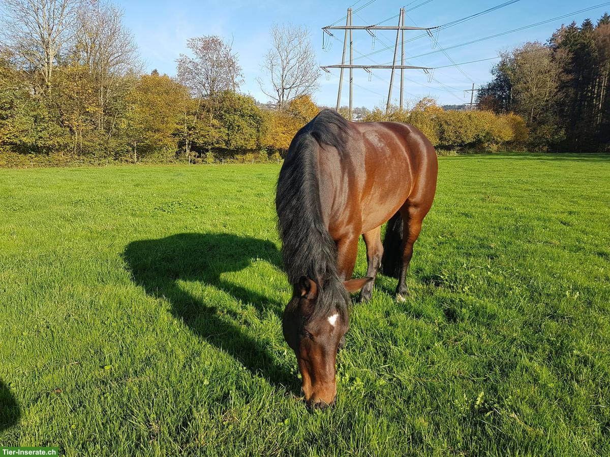 Reitbeteiligung in Birmensdorf ZH auf Freiberger